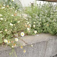 エリゲロン,ナチュラルガーデン,ジャンクガーデン,花のある暮らし,緑のある暮らしの画像