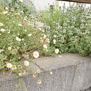 エリゲロン,ナチュラルガーデン,ジャンクガーデン,花のある暮らし,緑のある暮らしの画像