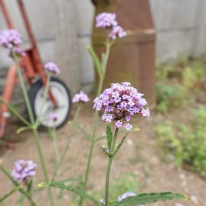 バーベナメテオールシャワー,ナチュラルガーデン,ジャンクガーデン,花のある暮らし,緑のある暮らしの画像