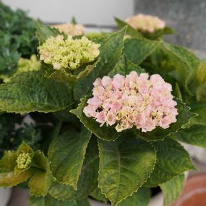 ナチュラルガーデン,ジャンクガーデン,花のある暮らし,緑のある暮らし,植中毒の画像