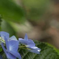 ガクアジサイ,ガクアジサイ,アジサイ てまりてまり,紫陽花 てまりてまり,花のある暮らしの画像