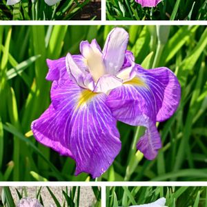 菖蒲,花菖蒲,白い花,紫の花,庭園の画像