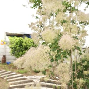 スモークツリー・ヤングレディ,ナチュラルガーデン,ジャンクガーデン,花のある暮らし,緑のある暮らしの画像
