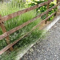 ラベンダー,ナチュラルガーデン,ジャンクガーデン,花のある暮らし,緑のある暮らしの画像