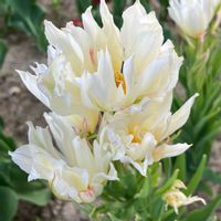 チューリップ,チューリップ,白い花,癒し,ホワイトの画像