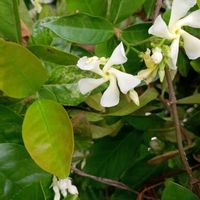 バイカウツギ,梅花空木（ばいかうずき）,ハツユキカズラのお花,うちの庭から,東北人花の会の画像
