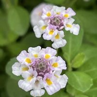 ヒメイワダレソウ,花壇,ガーデニング,山野草,クマツヅラ科の画像