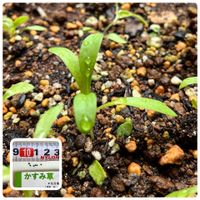 イタリアンパセリ,カモミール,かすみ草,ラディッシュ,実生の画像
