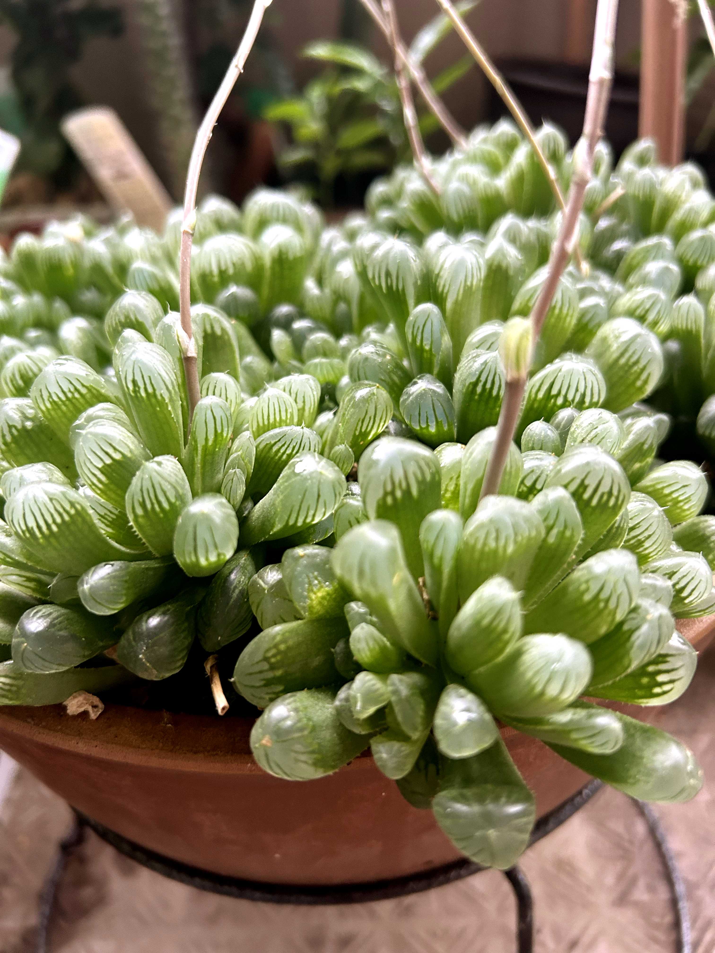 ハオルチア・オブツーサ葉挿しから｜🍀GreenSnap（グリーンスナップ）