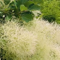 アジサイ,アネモネ,オルレア,スモーク・ツリー,ヤマアジサイ✴︎の画像