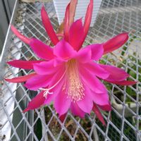 月下美人,その他エクステリアの画像