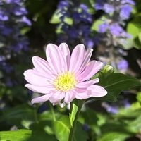 ミヤコワスレ,ヤマボウシ,小さな幸せ,優しい気持ち,嬉しい開花の画像