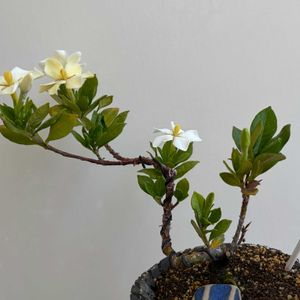 クチナシ,盆栽,自作鉢,ミニ盆栽,陶芸の画像