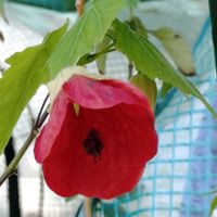 アイビーゼラニウム,シコンノボタン,アブチロンヒメリンゴ,鉢植え,元気の画像
