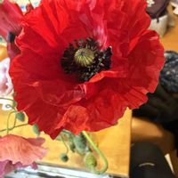 ポピー,植物のある暮らし,お花を楽しむ,老神温泉入り口のポピー畑の画像