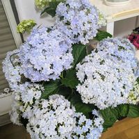 鉢植え,リビング,お花のある暮らしの画像