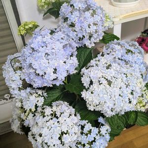 鉢植え,リビング,お花のある暮らしの画像