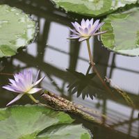 熱帯スイレン,熱帯スイレン,熱帯睡蓮　サザンチャーム,熱帯睡蓮　サザンチャーム,温室の画像