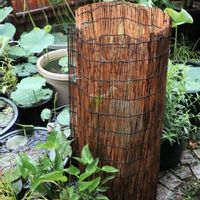 ハス,ハス,ビオトープ,水生植物,花のある暮らしの画像