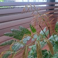 エバーフレッシュ,エバーフレッシュ,成長記録,植中毒,植物好きの画像