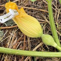 かぼちゃ,種から,人工授粉,雨対策,花粉付けの画像
