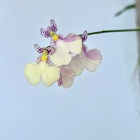 オンシジューム,オンシジューム,カネツナーラ　きらり,カネツナーラ　きらり,洋蘭の画像