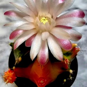 ギムノカリキウム・緋牡丹錦,子株,開花,斑入の画像