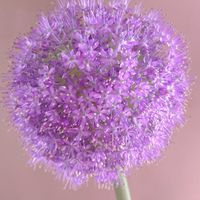 花のある暮らし,花のある生活,切り花を楽しむ,スーパーのお花コーナーでの画像
