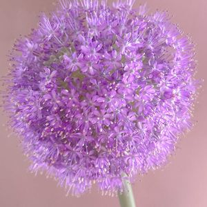 花のある暮らし,花のある生活,切り花を楽しむ,スーパーのお花コーナーでの画像