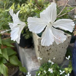 鉢植え,ガーデニング,シェードガーデン,しべ好き,白い水曜日♡の画像