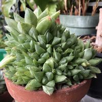 ハオルチア,十二の巻,多肉植物,ガーデニング,緑のある暮らしの画像