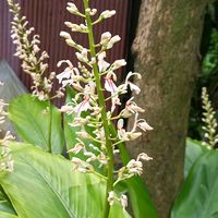 ヒカゲヘゴ,テイカカズラ,ハマナデシコ,おでかけ先,八丈島の画像
