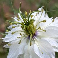 ニゲラ,ヒルガオ,散歩道,癒し,花のある暮らしの画像