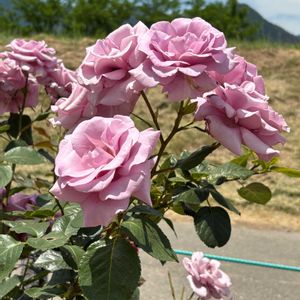 ブルーライト,伊豆の踊子,花のある暮らし,緑のある暮らし,イングリッシュガーデンの画像