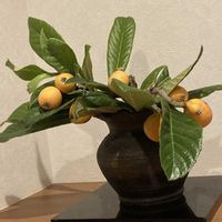 オモト,ビワの実,季節の花,花のある暮らし,小さな庭の画像