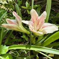 アマリリス,オリズルラン,コムラサキ,ホンアマリリス,庭の画像