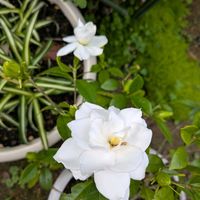 クチナシ,マンネングサ,オリヅルラン,白いお花,天草市の画像