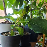 ゴムの木,観葉植物,クワ科,熱帯植物,フィカス属の画像
