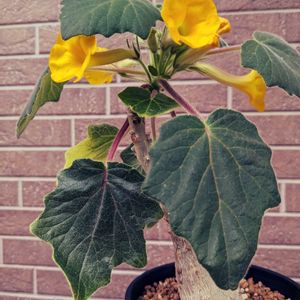 ウンカリーナ,ウンカリーナ  ルーゼリアーナ,多肉植物,塊根植物,可愛いの画像