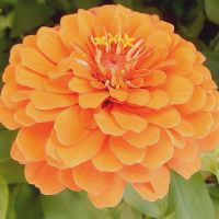 ヒャクニチソウ,百日草,綺麗,花の写真,オレンジ色の花の画像