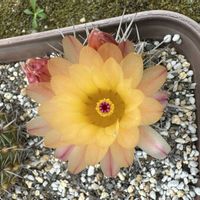 サボテン,サボテン科,サボテンの花,黄色い花,ダイソー出身の画像