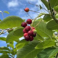 アジサイ,ジューンベリー,ナンテン,南天の花,花散歩の画像