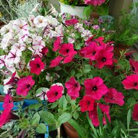 ペチュニア,ヘリクリサム,避難組のお花達,ベランダガーデニング,紫陽花 アジサイ あじさいの画像