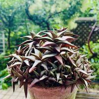 ハオルチア ベノーサ,ハオルチア　ヴェノーサ,多肉植物,鉢植え,花芽の画像