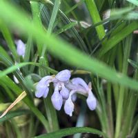 ヤブコウジ,万両,リュウノヒゲ,庭の画像