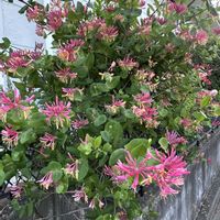 ハニーサックル,花のある暮らし,バラ大好き,バラのある暮らし,クレマチス♡の画像