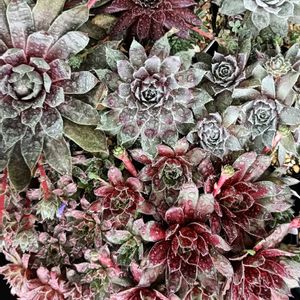 センペル,センペルビウム,多肉植物,軒下,センペルビウム属の画像