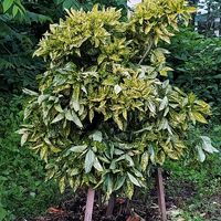アオキの画像