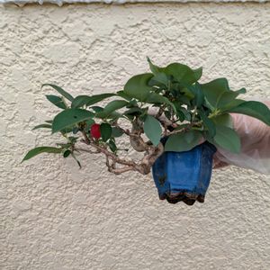 ウグイスカグラ,盆栽,盆栽風,ベランダの画像