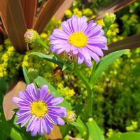 ミヤコワスレ,ヤナギハナガサ,アリウム・ギガンチウム,幸せの青い花,青い花マニアの画像